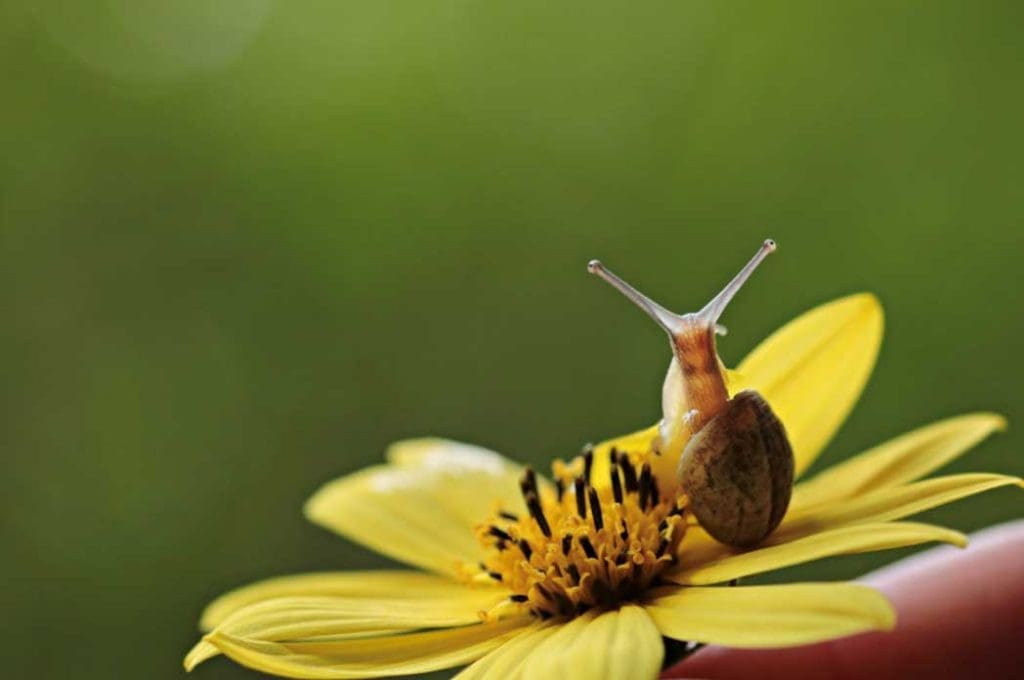 some-extra-spring-snail-and-slug-facts
